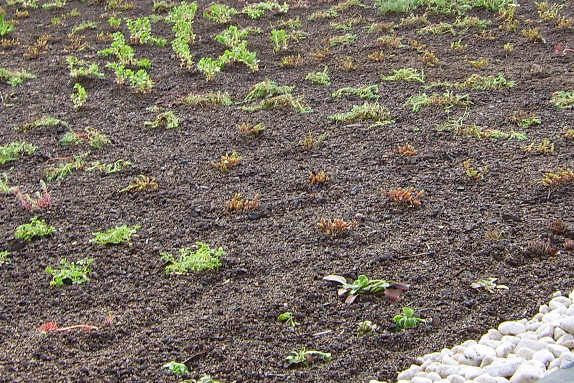 Roof greening system 550 x 700 cm, for carport Friesland/Spreewald