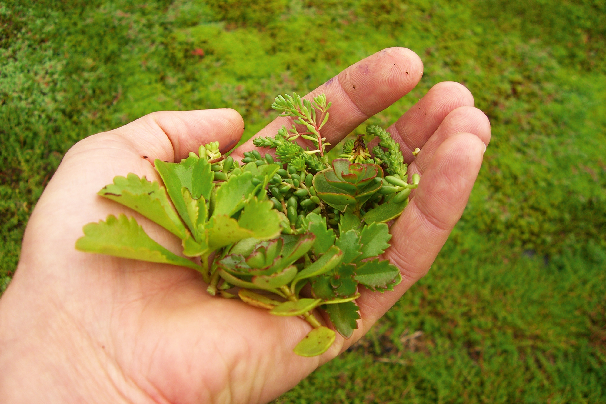 Roof greening system 550 x 550 cm, for carport Friesland/Spreewald